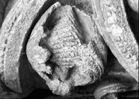 files/capitals/CHARTRES/thumbs/CHARTRES-12-h-128.jpg