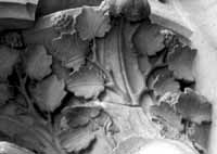 files/capitals/CHARTRES/thumbs/CHARTRES-33-145.jpg