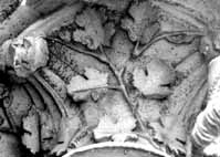 files/capitals/CHARTRES/thumbs/CHARTRES-33-147.jpg