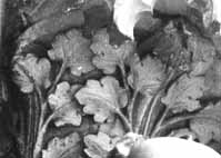 files/capitals/CHARTRES/thumbs/CHARTRES-35-186.jpg