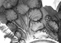 files/capitals/CHARTRES/thumbs/CHARTRES-35-188.jpg