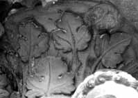 files/capitals/CHARTRES/thumbs/CHARTRES-35-191.jpg