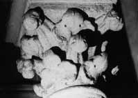files/capitals/CHARTRES/thumbs/CHARTRES-44-400.jpg