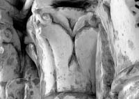 files/capitals/S-GERMER/thumbs/S-GERMER-5-065.jpg